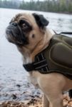 Thumbnail View 1: Silver Paw Dog Neoprene Life Jacket