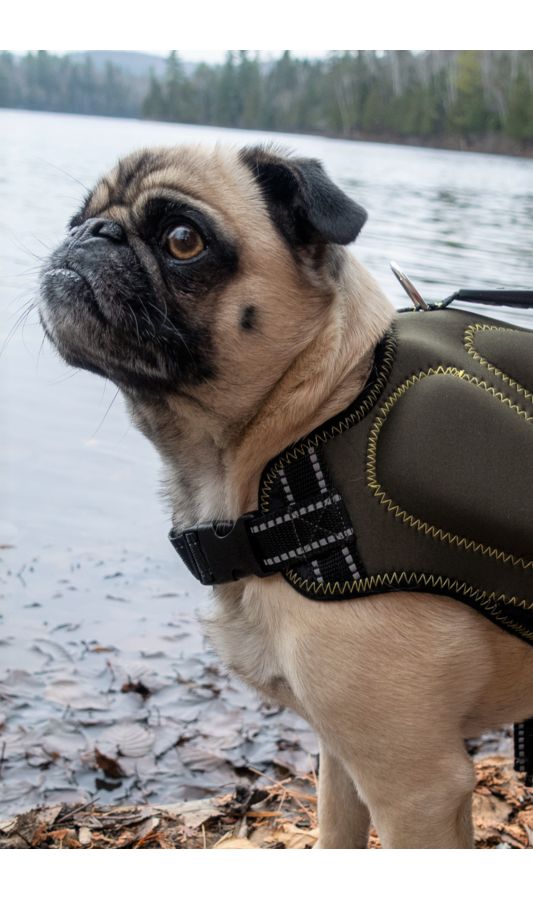 Slide View: 1: Silver Paw Dog Neoprene Life Jacket