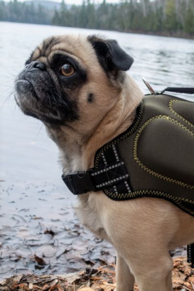 Silver Paw Dog Neoprene Life Jacket