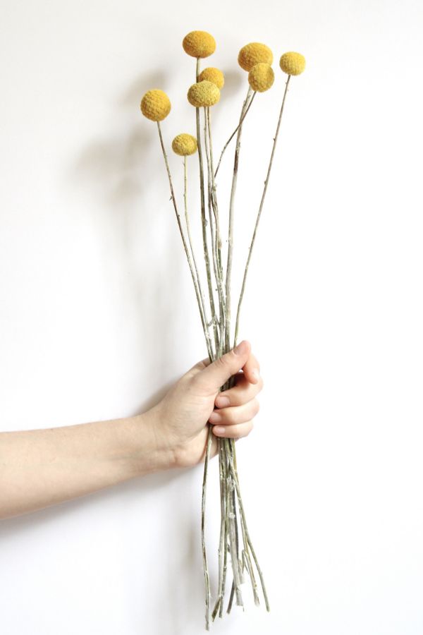 Slide View: 2: Roxanne's Dried Flowers Billy Buttons