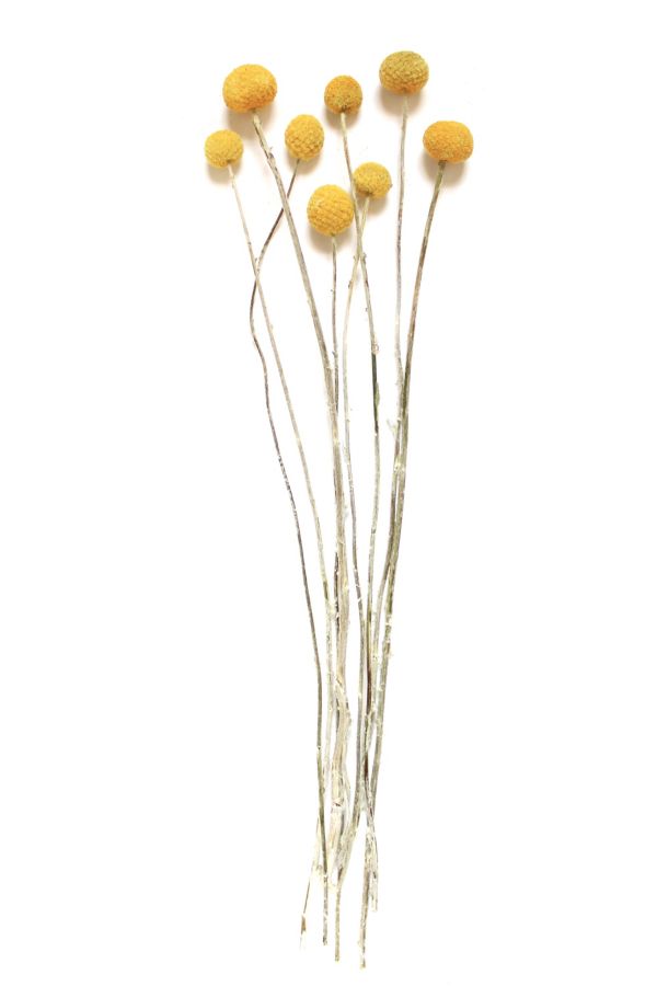 Slide View: 3: Roxanne's Dried Flowers Billy Buttons