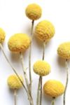 Thumbnail View 1: Roxanne's Dried Flowers Billy Buttons