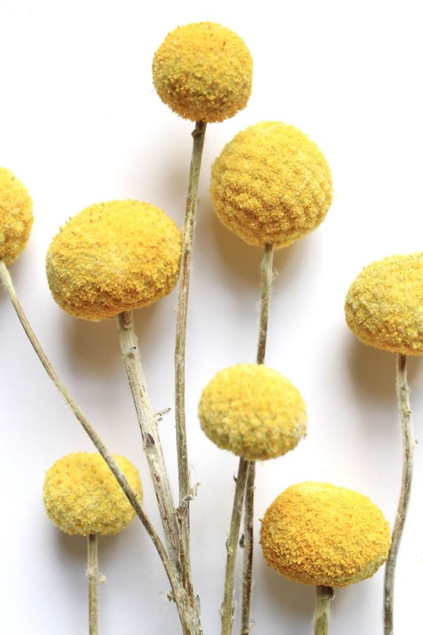 Slide View: 1: Roxanne's Dried Flowers Billy Buttons