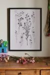 Thumbnail View 1: Bailey Drinkwater Chamomile Flower Study Art Print