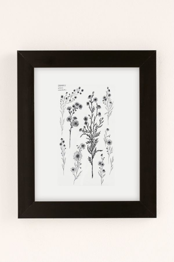 Slide View: 2: Bailey Drinkwater Chamomile Flower Study Art Print