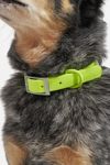 Thumbnail View 3: Wild One Dog Collar