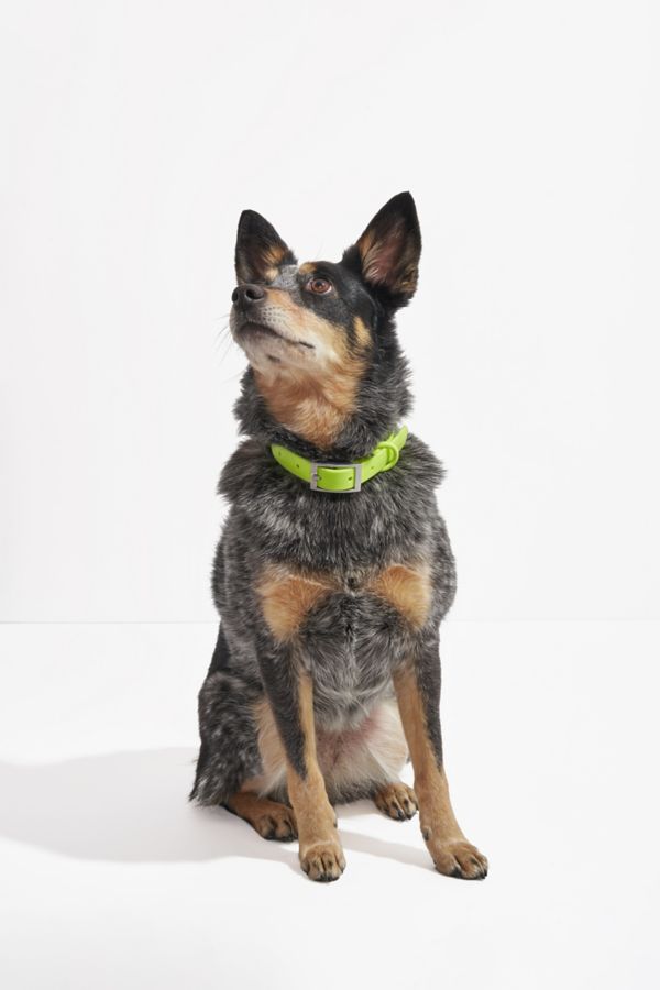 Slide View: 5: Wild One Dog Collar