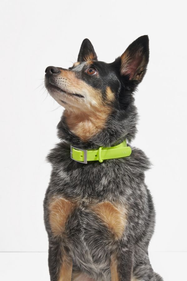 Slide View: 1: Wild One Dog Collar