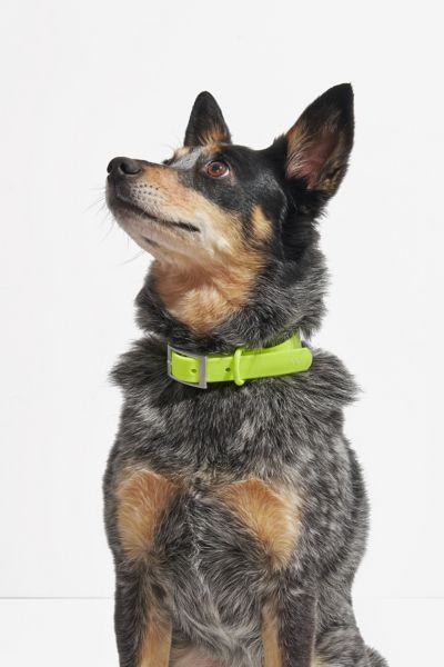 Wild One Dog Collar