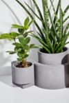 Thumbnail View 3: Tortuga Forma Concrete Terrazzo Planter - Set of 2