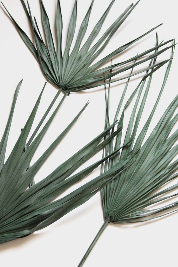 Slide View: 1: Roxanne’s Dried Flowers Palm Leaf