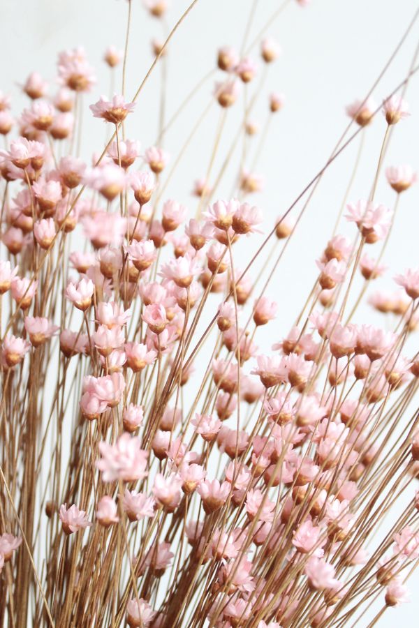 Slide View: 3: Roxanne’s Dried Flowers Pink Star Flower