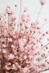 Thumbnail View 1: Roxanne’s Dried Flowers Pink Star Flower