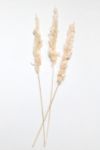 Thumbnail View 3: Roxanne’s Dried Flowers Pink Pampas Grass