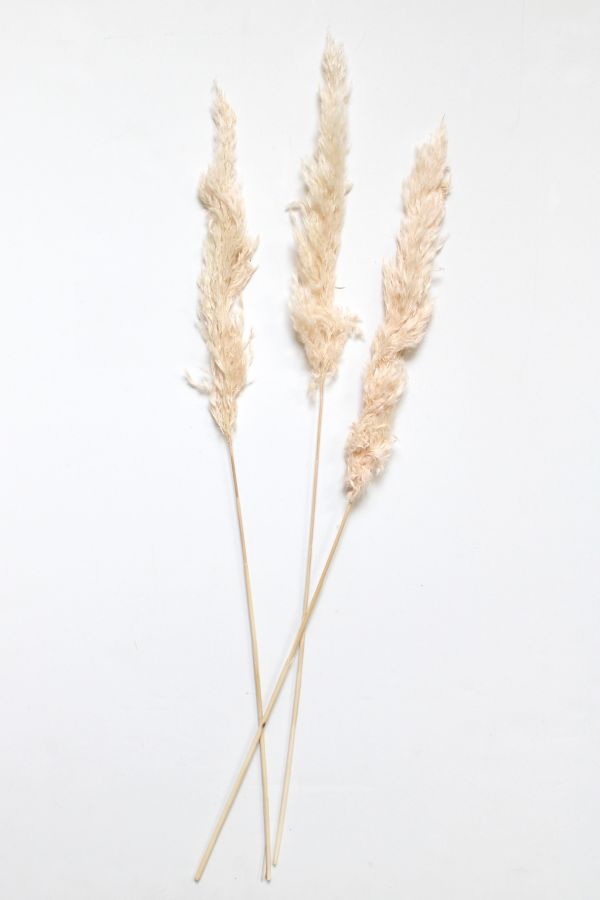 Slide View: 3: Roxanne’s Dried Flowers Pink Pampas Grass