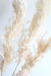 Thumbnail View 1: Roxanne’s Dried Flowers Pink Pampas Grass