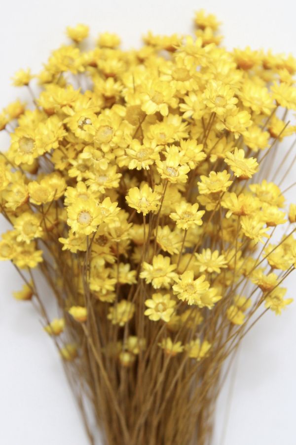 Slide View: 3: Roxanne’s Dried Flowers Yellow Star Flower