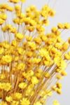 Thumbnail View 1: Roxanne’s Dried Flowers Yellow Star Flower