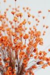 Thumbnail View 2: Roxanne’s Dried Flowers Orange Star Flower