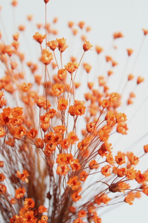 Slide View: 2: Roxanne’s Dried Flowers Orange Star Flower