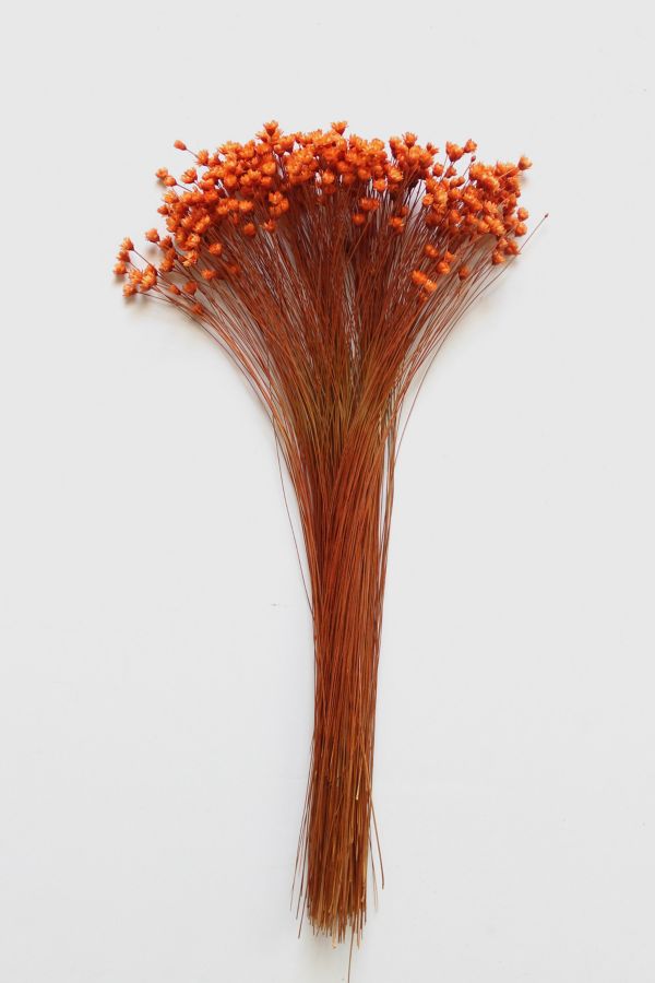 Slide View: 1: Roxanne’s Dried Flowers Orange Star Flower