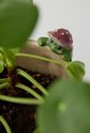 Thumbnail View 2: Peeking Animal Planter