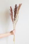 Thumbnail View 2: Roxanne’s Dried Flowers Broom Corn