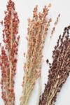 Thumbnail View 3: Roxanne’s Dried Flowers Broom Corn