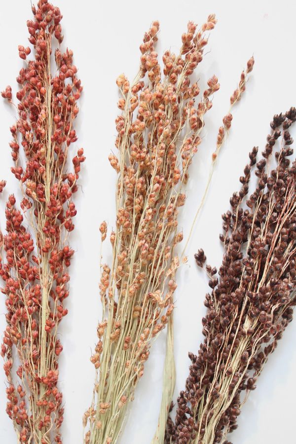 Slide View: 3: Roxanne’s Dried Flowers Broom Corn