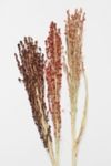 Thumbnail View 1: Roxanne’s Dried Flowers Broom Corn