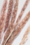 Thumbnail View 2: Roxanne’s Dried Flowers Pampas Grass