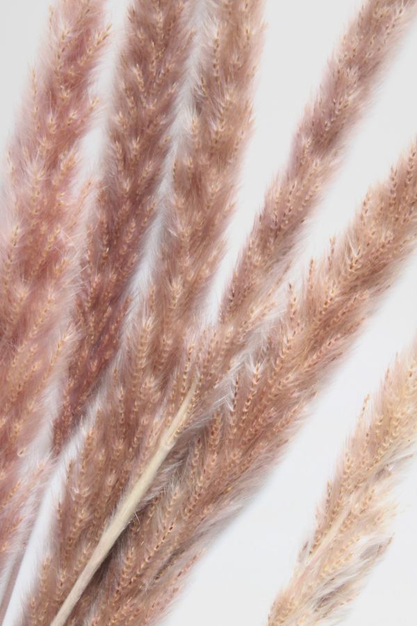 Slide View: 2: Roxanne’s Dried Flowers Pampas Grass