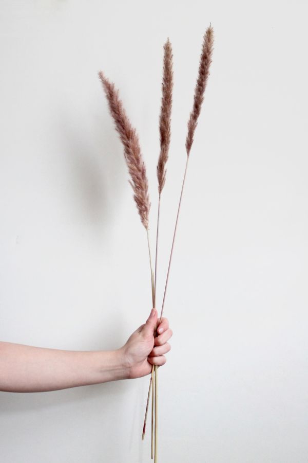 Slide View: 3: Roxanne’s Dried Flowers Pampas Grass