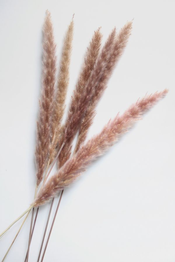 Slide View: 1: Roxanne’s Dried Flowers Pampas Grass