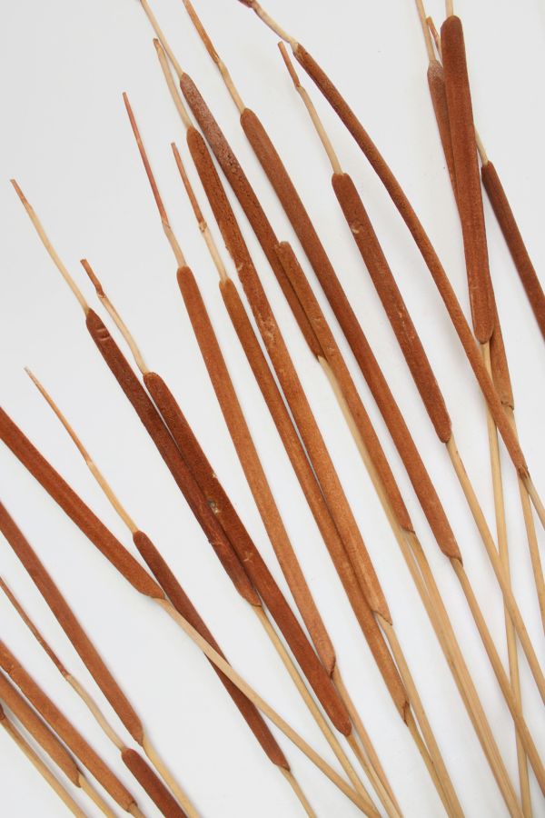 Slide View: 2: Roxanne’s Dried Flowers Pencil Cattails