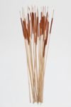 Thumbnail View 4: Roxanne’s Dried Flowers Pencil Cattails