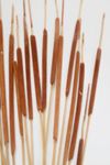 Thumbnail View 1: Roxanne’s Dried Flowers Pencil Cattails