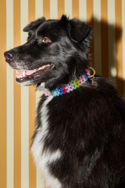 Susan Alexandra Beaded Dog Collar