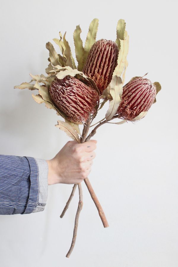 Slide View: 3: Roxanne’s Dried Flowers Banksia Menziesii