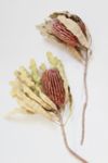 Thumbnail View 4: Roxanne’s Dried Flowers Banksia Menziesii