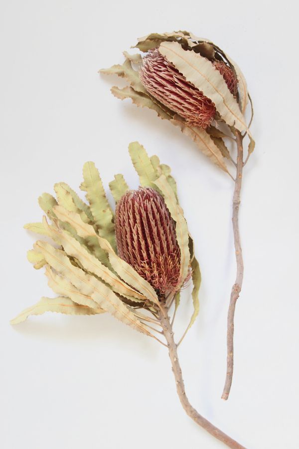 Slide View: 4: Roxanne’s Dried Flowers Banksia Menziesii