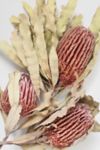 Thumbnail View 1: Roxanne’s Dried Flowers Banksia Menziesii