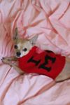 Thumbnail View 1: Little Beast I Love Me Pet Sweater