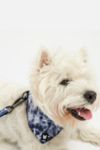 Thumbnail View 1: Silver Paw Poplin Bandana Dog Collar