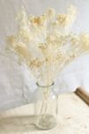 Thumbnail View 2: Roxanne’s Dried Flowers Bleached Gypsophila Bloom