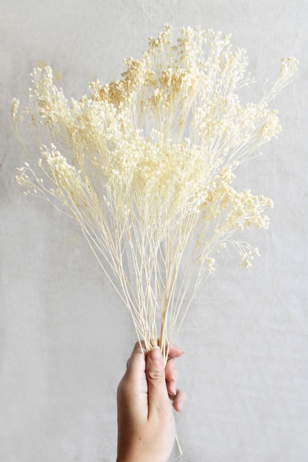 Slide View: 3: Roxanne’s Dried Flowers Bleached Gypsophila Bloom