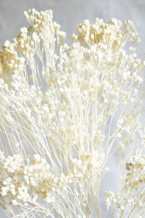 Slide View: 1: Roxanne’s Dried Flowers Bleached Gypsophila Bloom