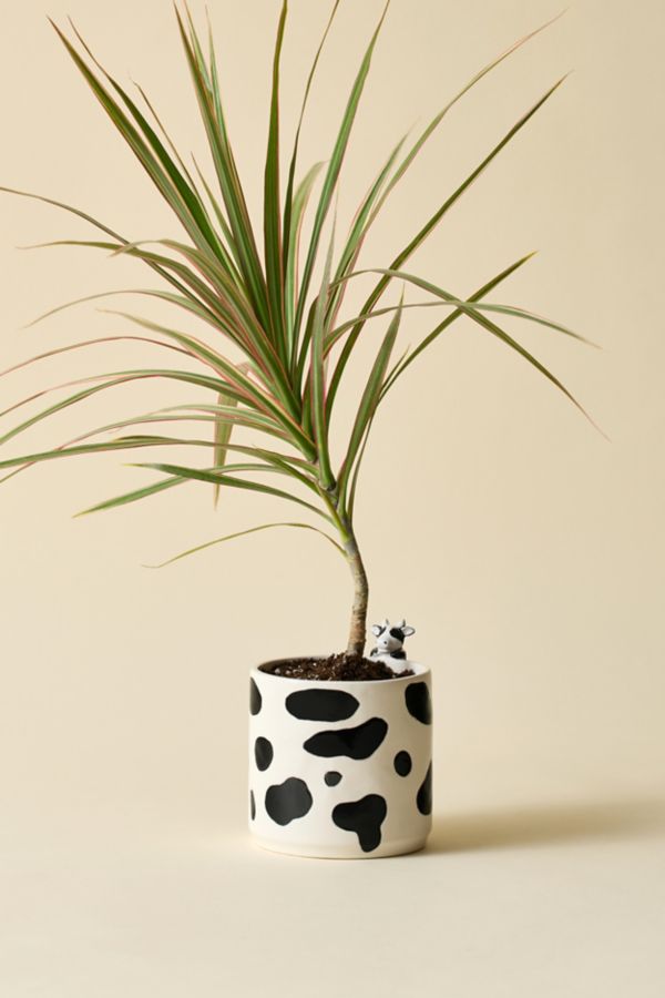 Slide View: 1: Moo Peeking Cow Ceramic Planter