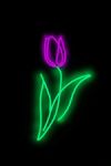 Thumbnail View 2: Echo Neon Tulip Neon Sign