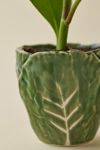 Thumbnail View 2: Cabbage Shape 3” Ceramic Planter